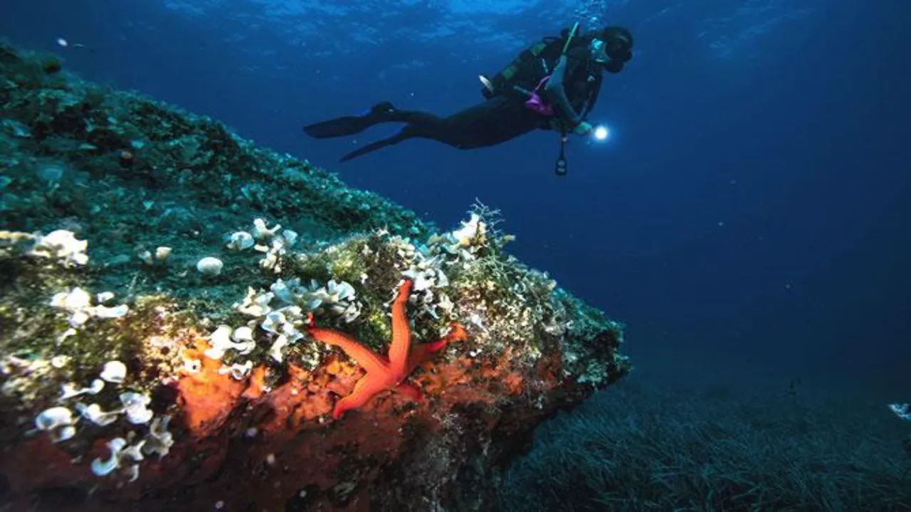 Tüplü Dalış (Scuba Diving)