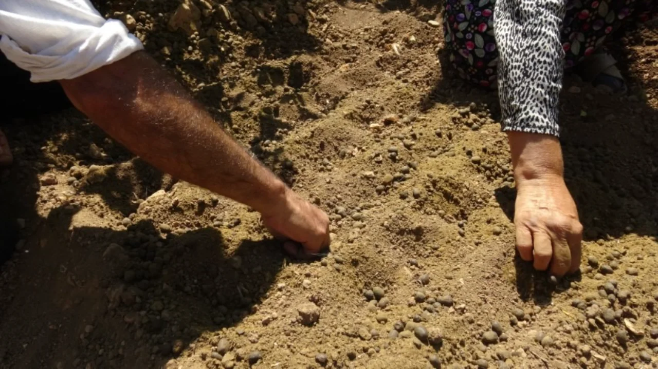 Batmanli Ciftci Internette Gordugu Safranla Uretim Alanini 80 Kat Artirdi Yenibakishaber