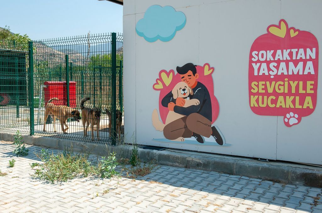 Karsiyakada 282 Kopek Yuva Bekliyor (3)