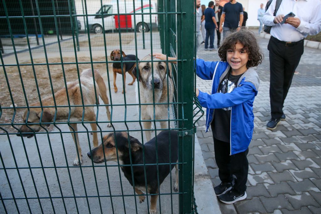 Karsiyakada 282 Kopek Yuva Bekliyor (4)