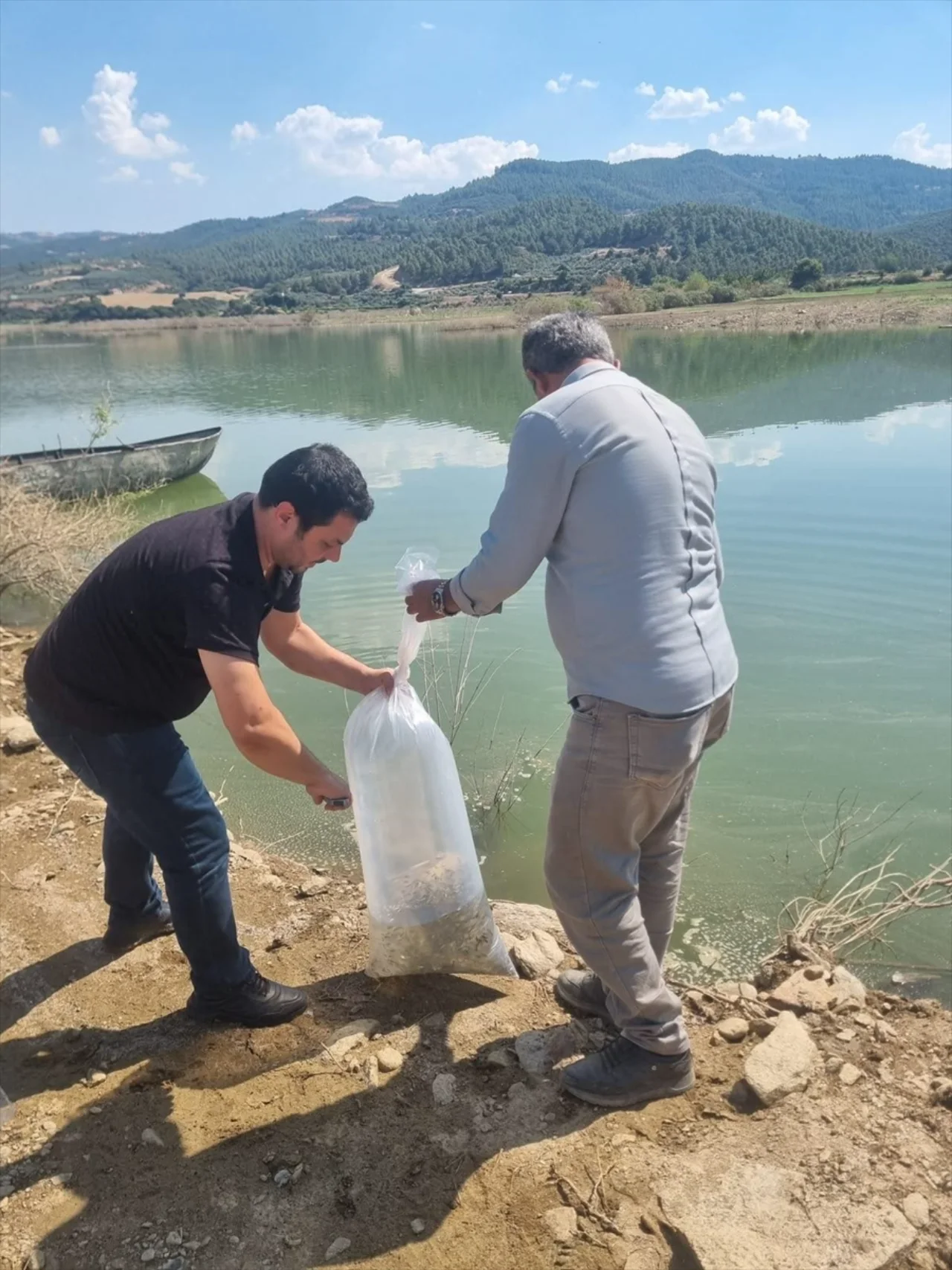 Manisa Da Gol Ve Goletlere 1 Milyon 285 Bin Yavru Sazan Birakildi Yenibakishaber