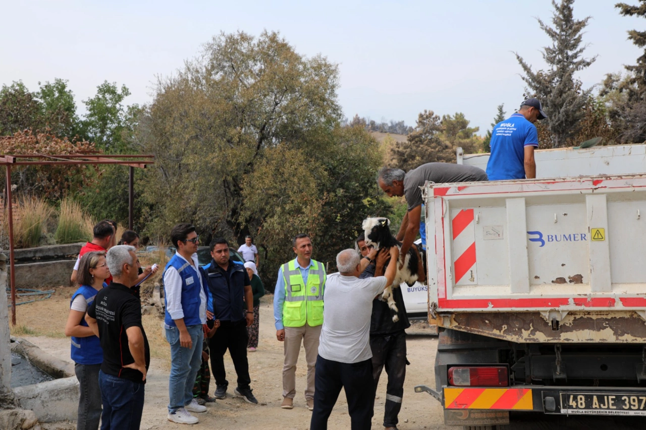 Mugla Buyuksehir Seydikemerde Yanginin Yaralarini Sariyor Yenibakishaber (1)