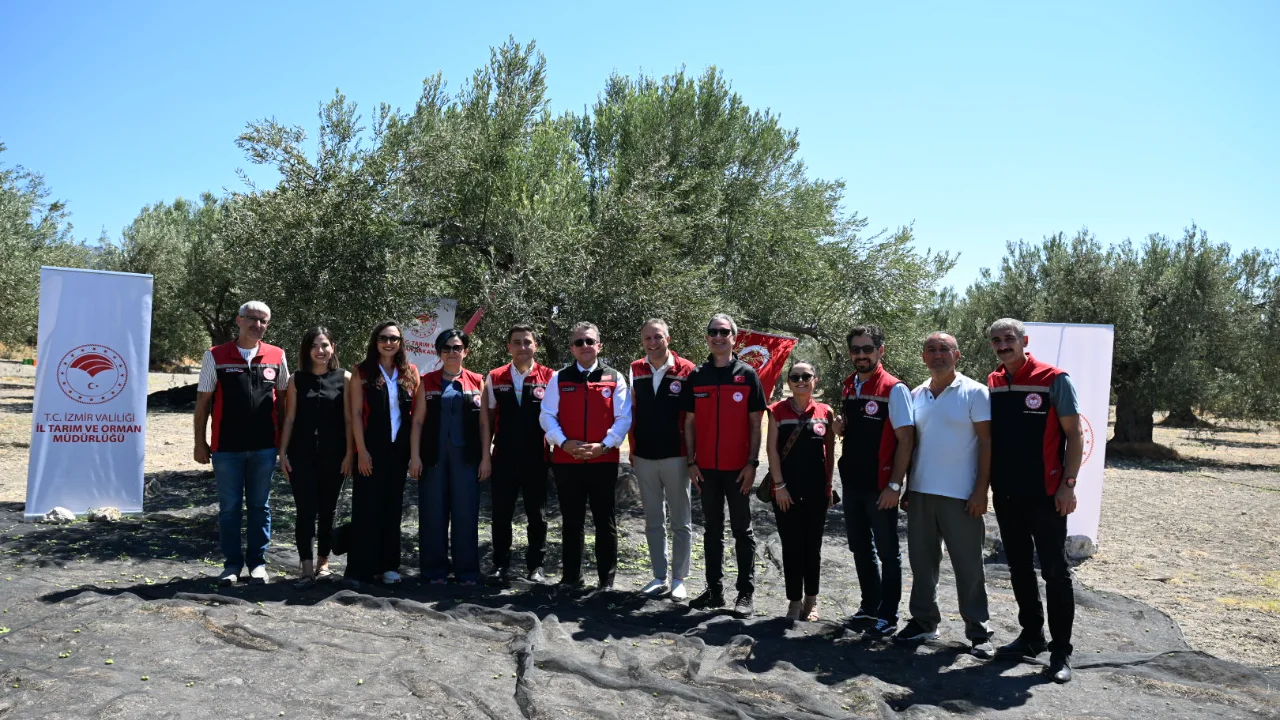 Turkiyenin Ilk Zeytin Hasadi Yenibakishaber