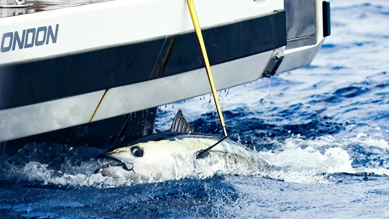 100 Kiloluk Orkinos Big Fish Turkiyeye Damga Vurdu Yenibakishaber (2)