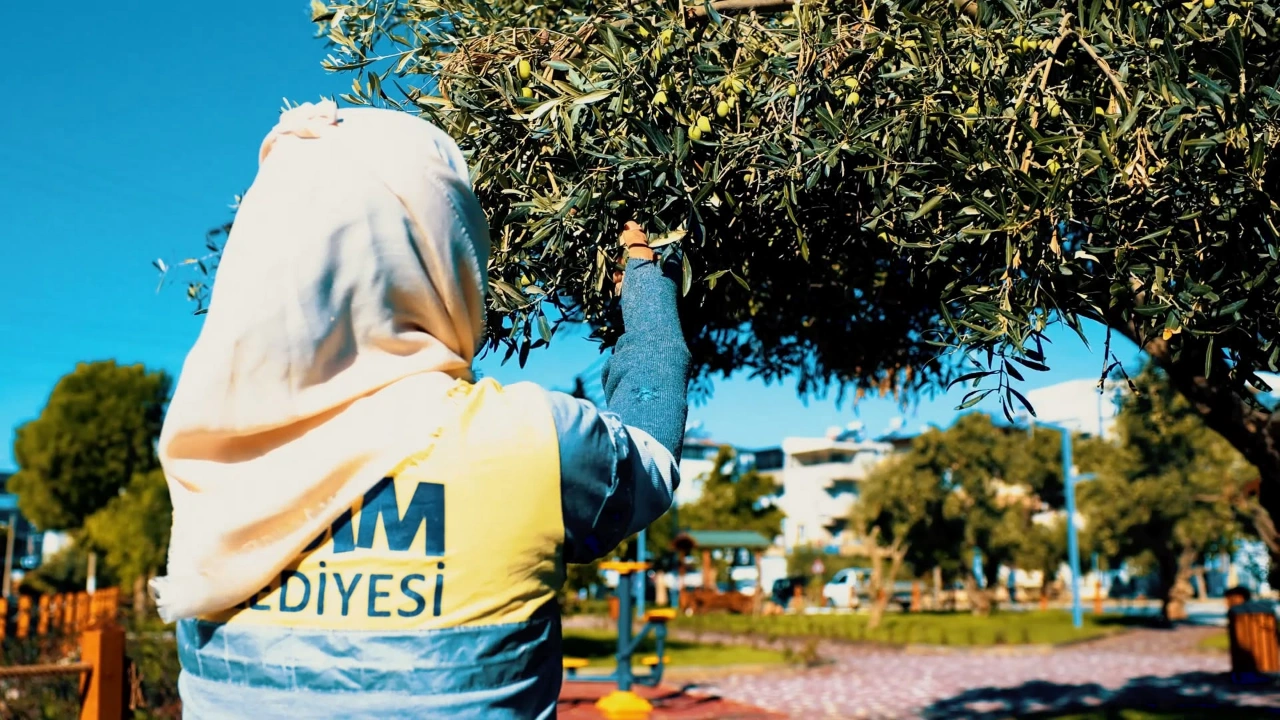 Dalından sofraya: Didim’de zeytin hasadı başladı