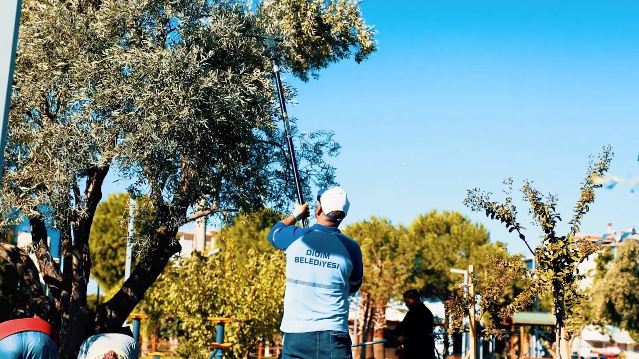 Alindan Sofraya Didimde Zeytin Hasadi Basladi Yenibakishaber