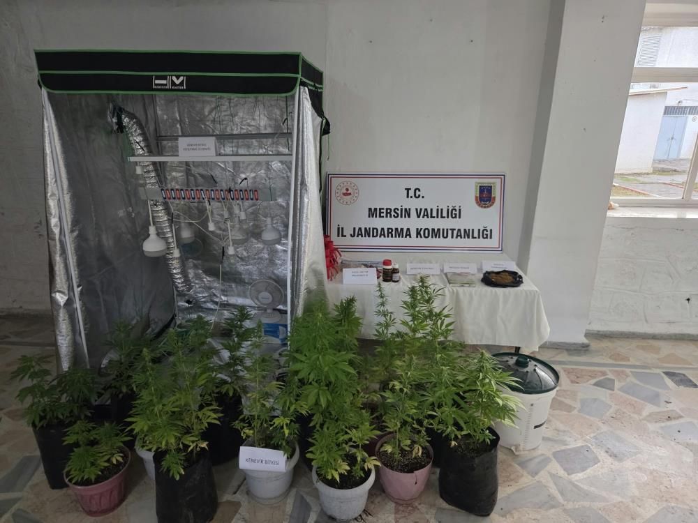 Bir evdeki özel bölmede 51 kenevir bitkisi bulundu: 1 tutuklama