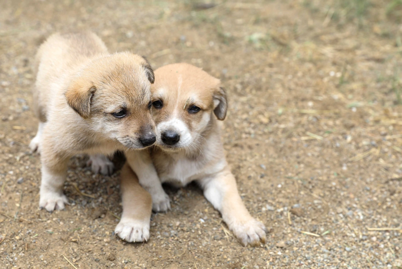 Buca Da Can Dostlara Saglik Ve Sicak Yuva Destegi Yenibakishaber