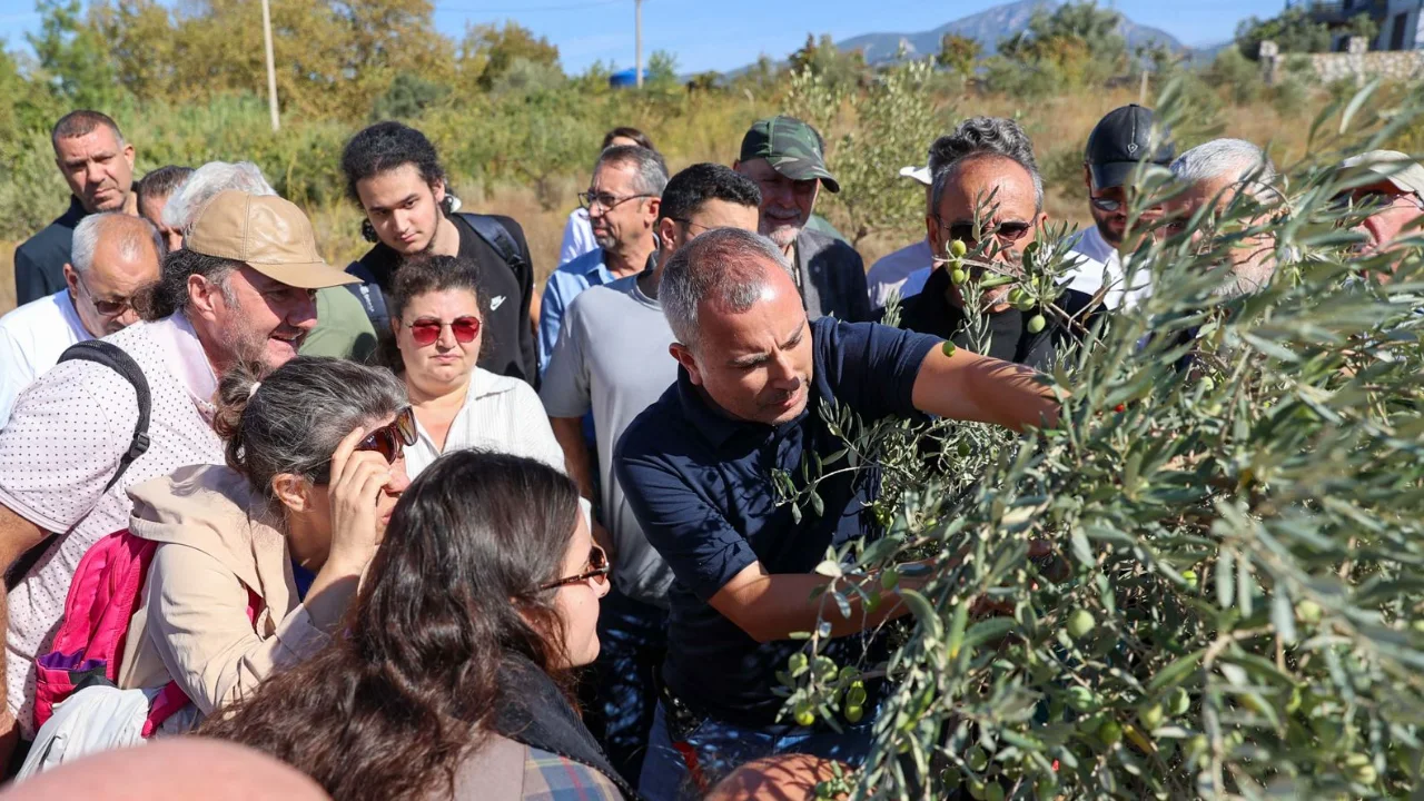 Izmir De Zeytin Agaclarinda Verim Icin Budama Egitimi2 Yenibakishaber